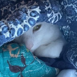 Meet your Posher, Jackson